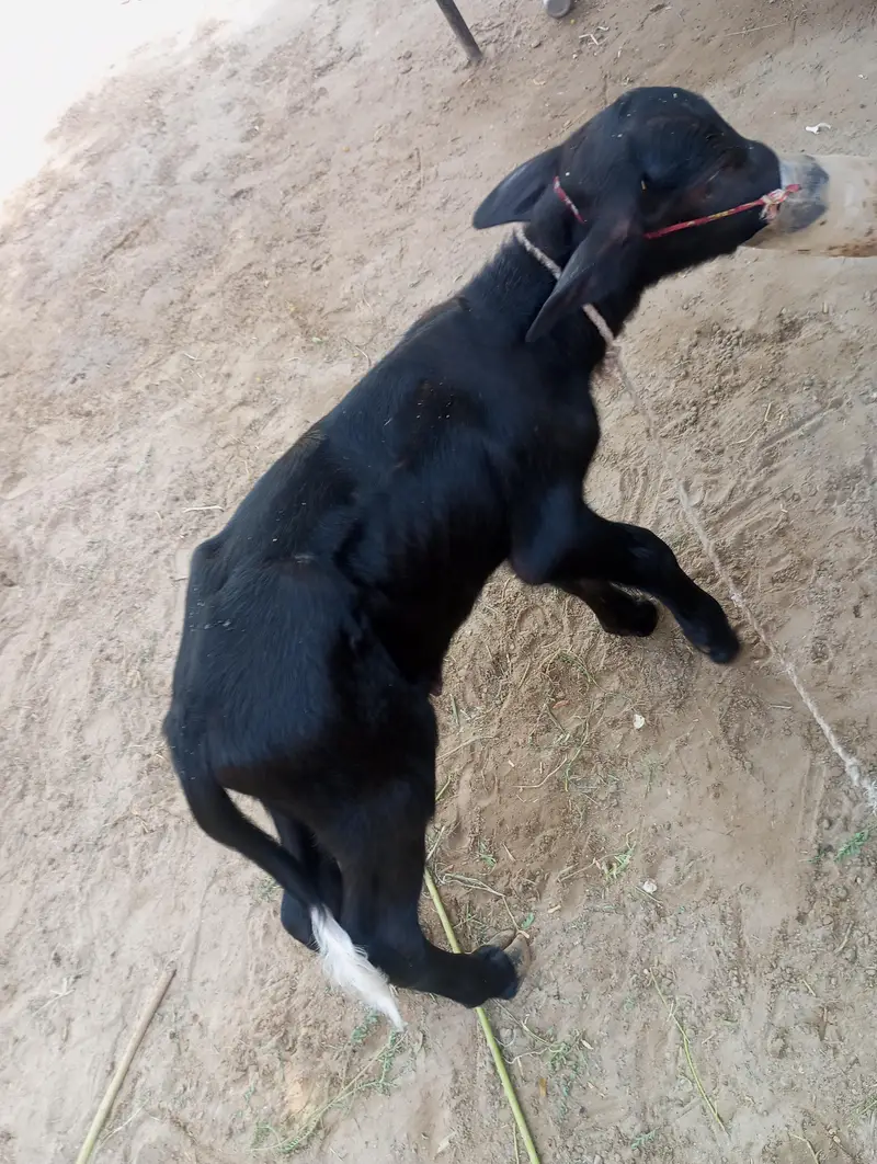 Bhance for sale urajant sale peson ki urjant zarorat hy — photo 4