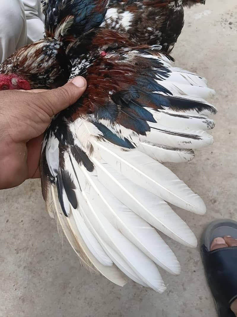 Murgha. 3