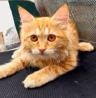 Three Little Souls Looking for a Home / three innocent kittens