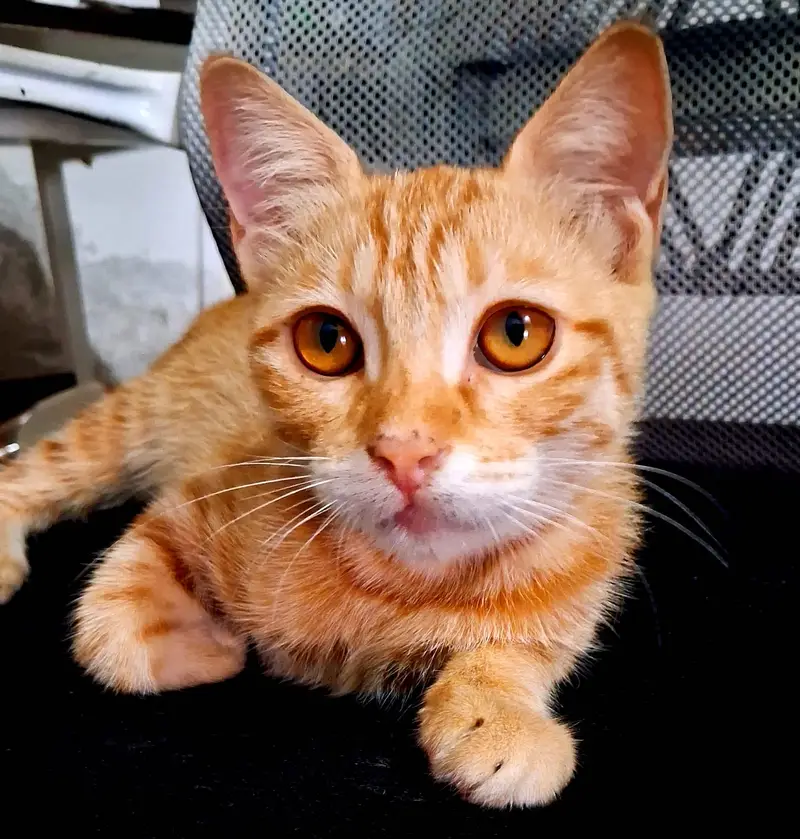 Three Little Souls Looking for a Home / three innocent kittens — photo 2