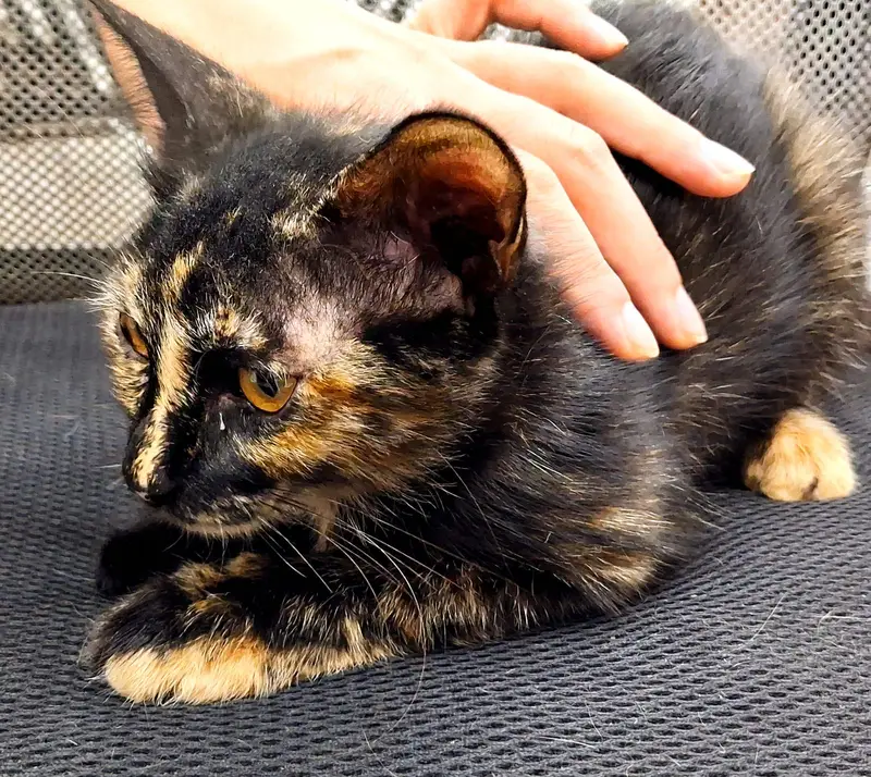 Three Little Souls Looking for a Home / three innocent kittens — photo 3