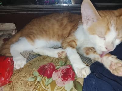 cats for free kittens only for pet lovers plz only real cat lover