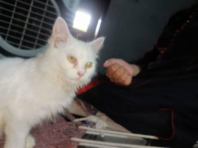 cat female
