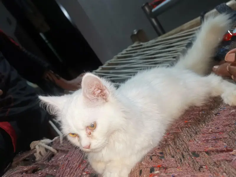 cat female — photo 2