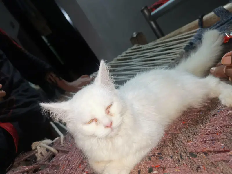 cat female — photo 3