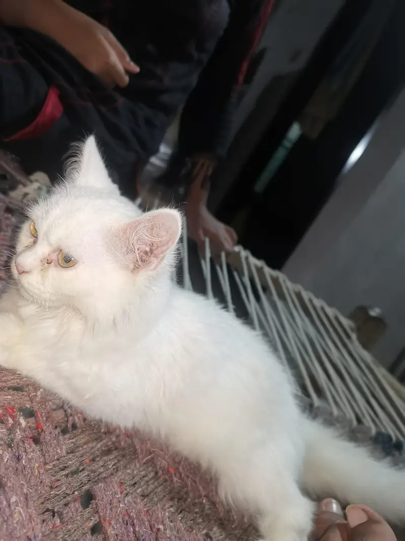 cat female — photo 4