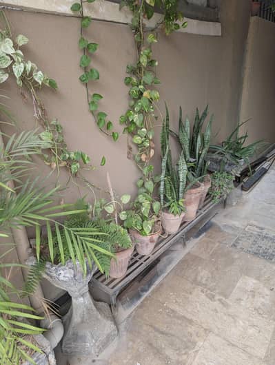Indoor Plants
