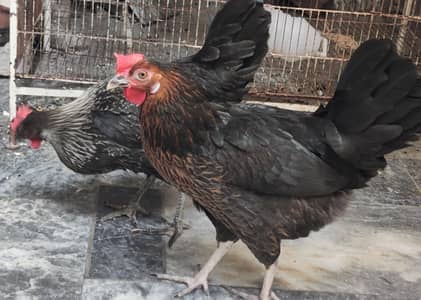 Egg laying hens 2 hens