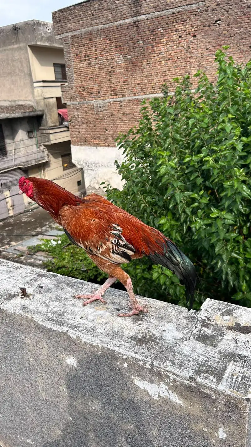 Aseel Murgha pure mainwali — photo 5