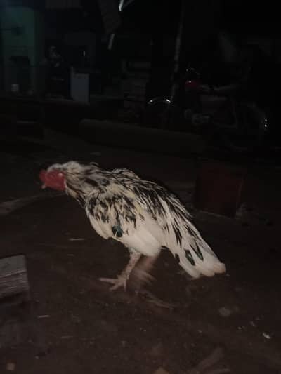 assell miwalwali