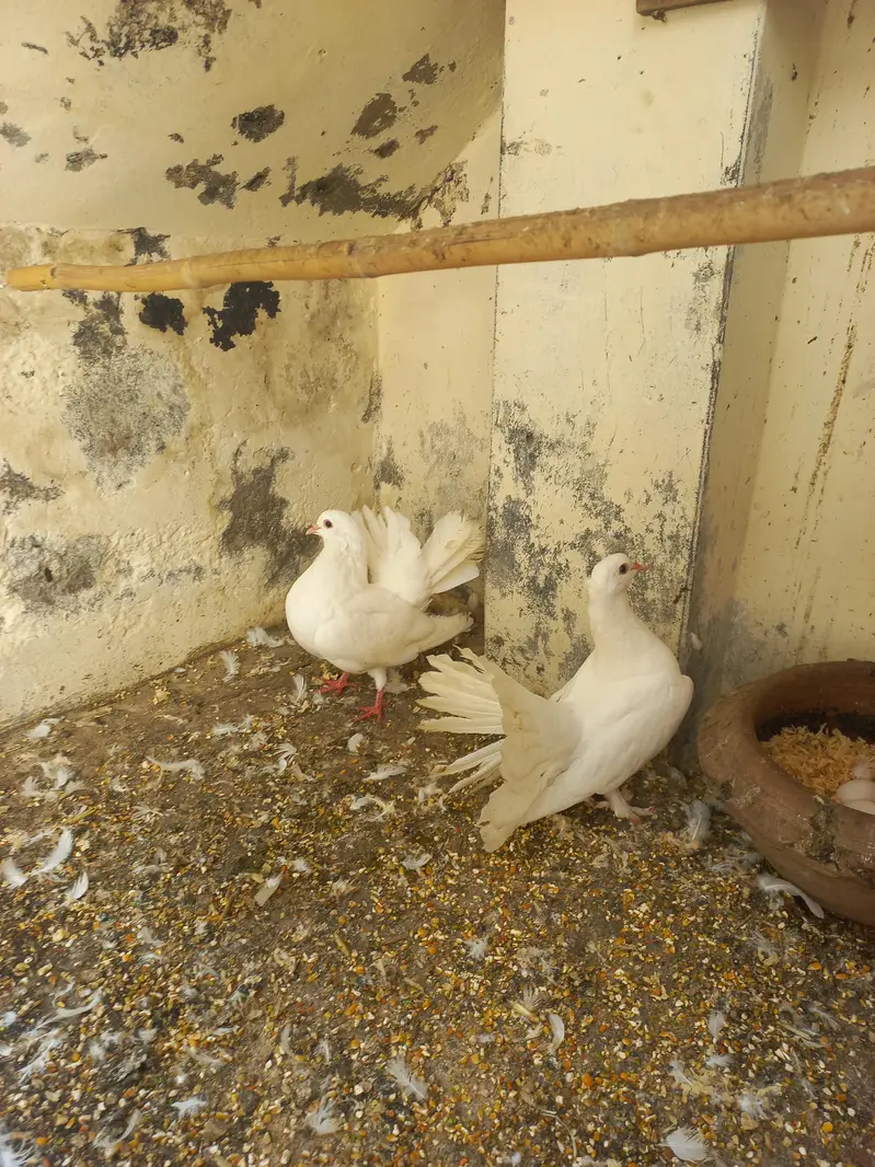 indian Fantail King size — photo 6