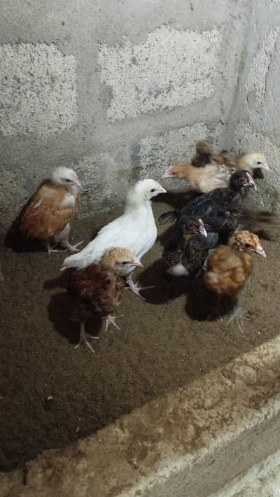 Misri Chicks Healthy and active