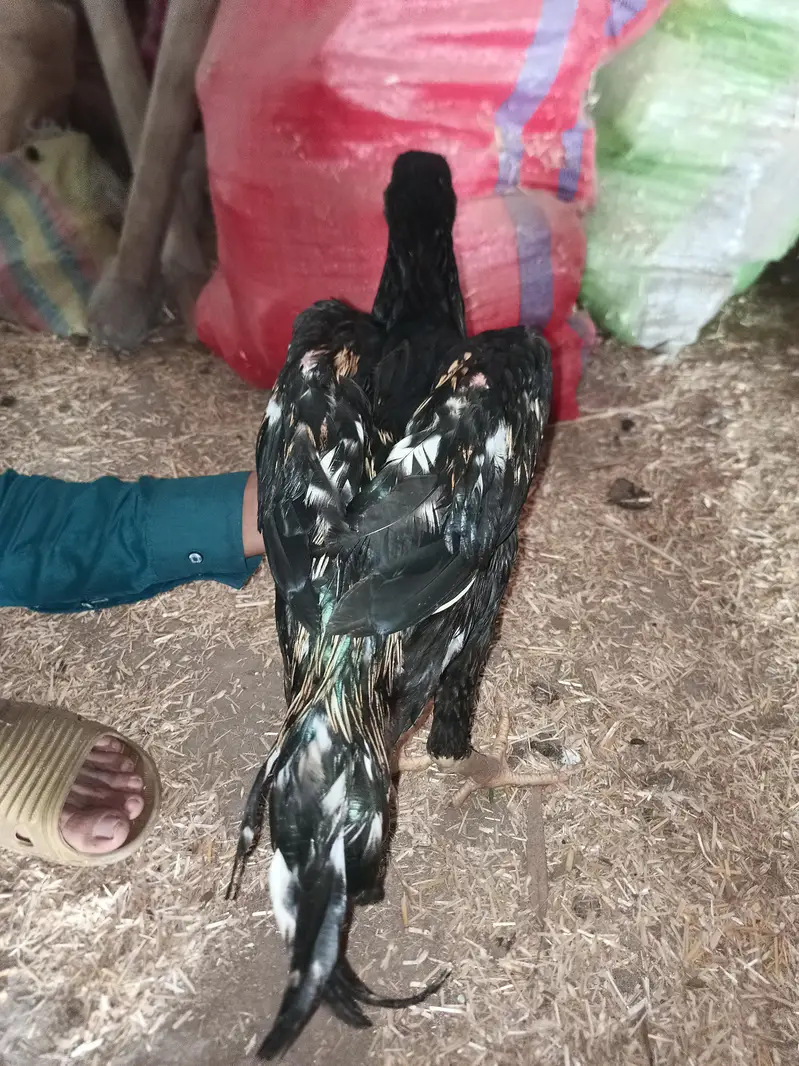 aseel lasani murga for sale — photo 3
