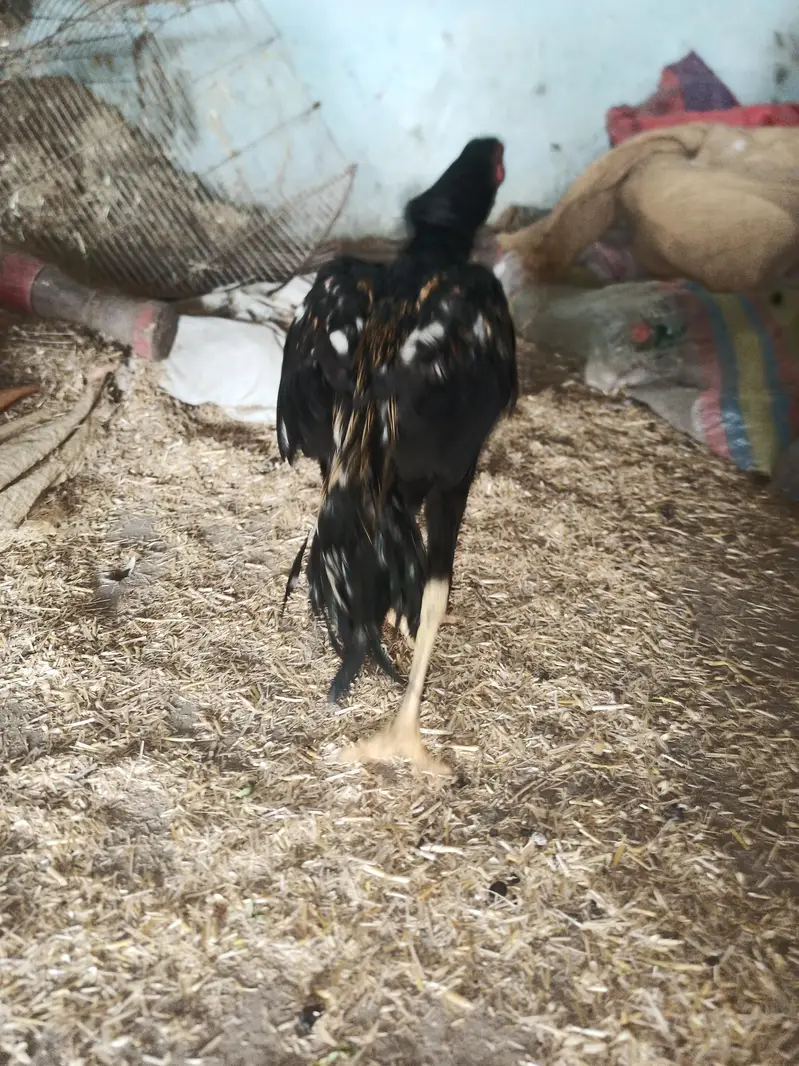 aseel lasani murga for sale — photo 5