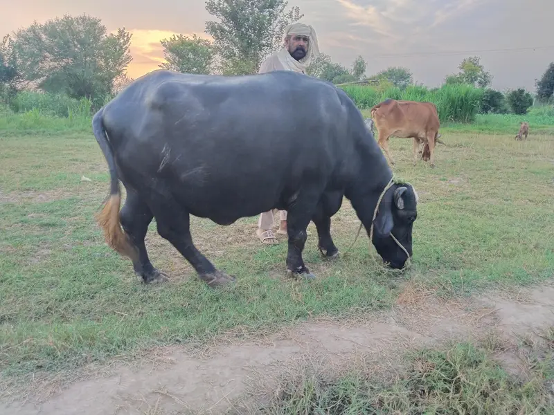 5 سالہ صحت مند بھینس، 3 ماہ بعد بچہ متوقع — photo 2