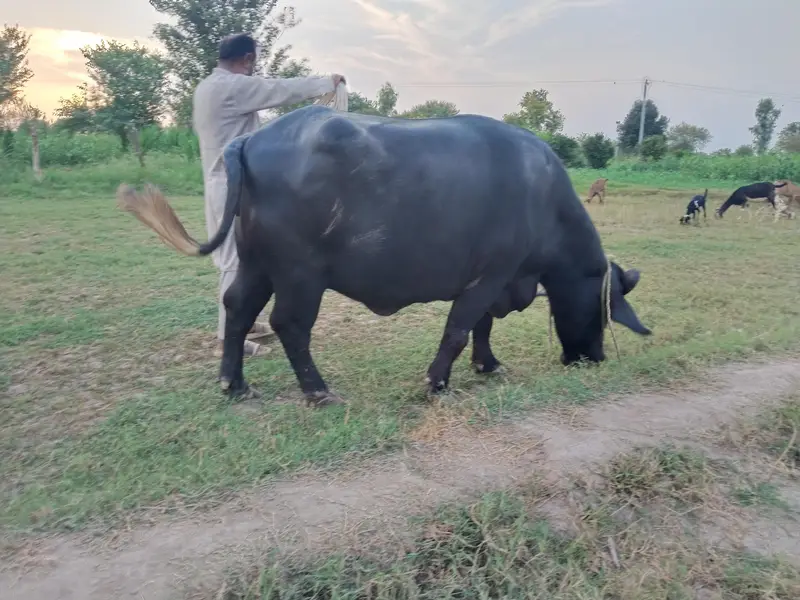 5 سالہ صحت مند بھینس، 3 ماہ بعد بچہ متوقع — photo 3