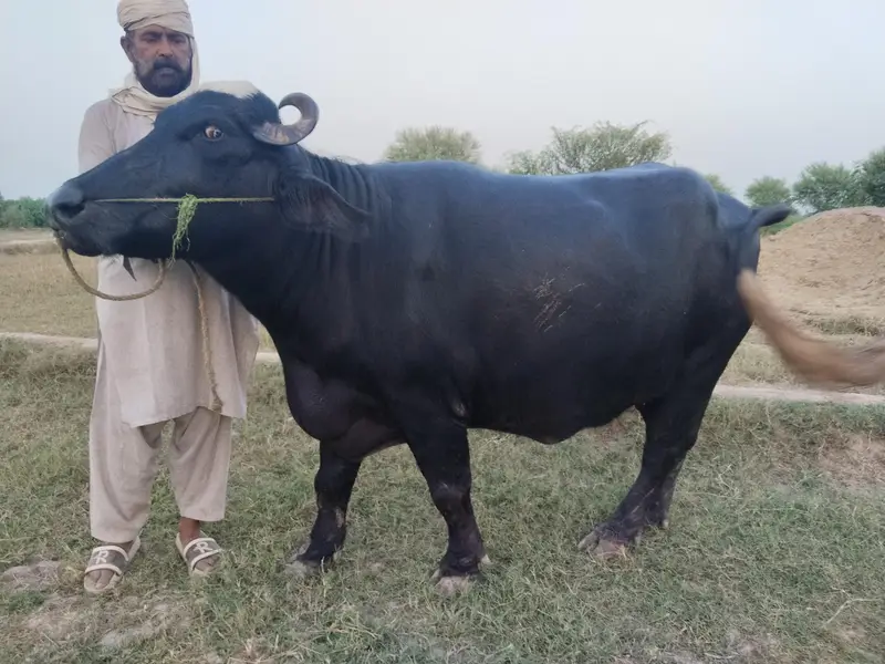 5 سالہ صحت مند بھینس، 3 ماہ بعد بچہ متوقع — photo 4