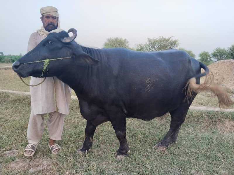 5 سالہ صحت مند بھینس، 3 ماہ بعد بچہ متوقع 4
