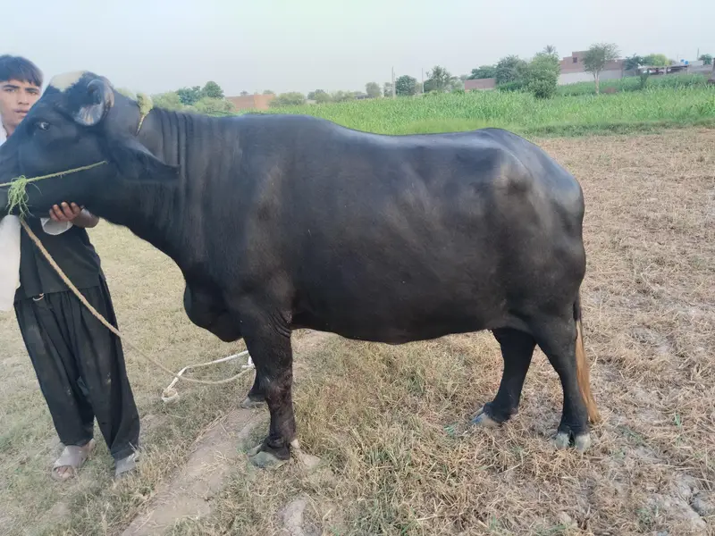 5 سالہ صحت مند بھینس، 3 ماہ بعد بچہ متوقع — photo 7