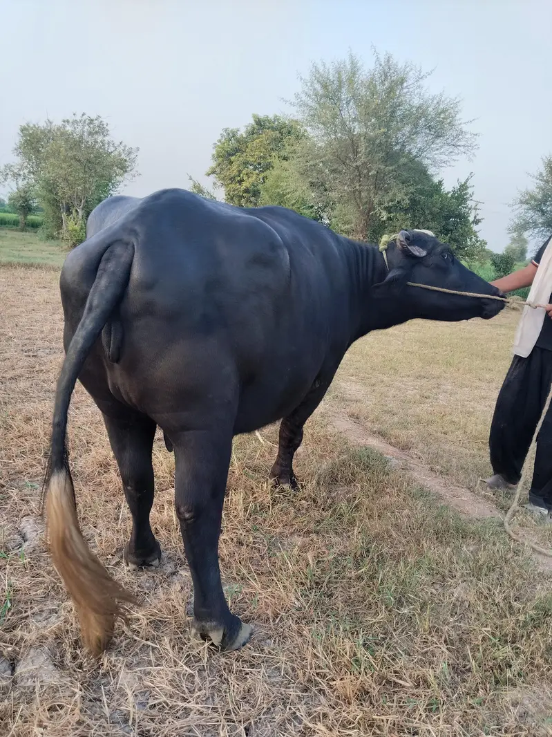 5 سالہ صحت مند بھینس، 3 ماہ بعد بچہ متوقع — photo 8