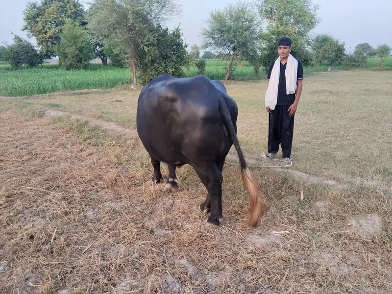 5 سالہ صحت مند بھینس، 3 ماہ بعد بچہ متوقع — photo 9