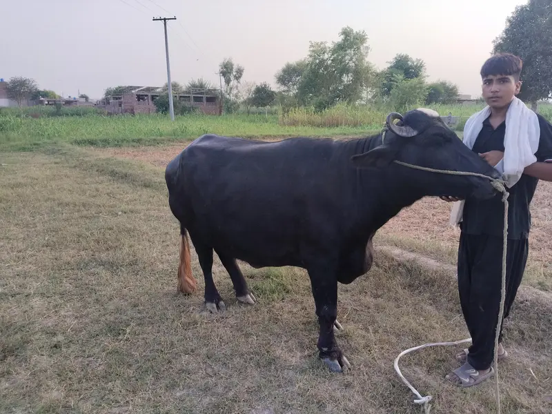 5 سالہ صحت مند بھینس، 3 ماہ بعد بچہ متوقع — photo 10