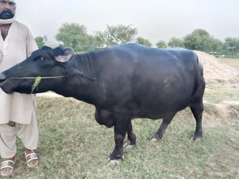 5 سالہ صحت مند بھینس، 3 ماہ بعد بچہ متوقع — photo 11
