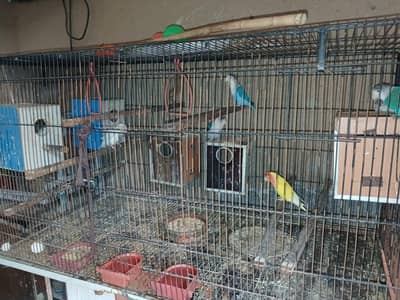 LoveBirds 5 Pairs for sale with Cage