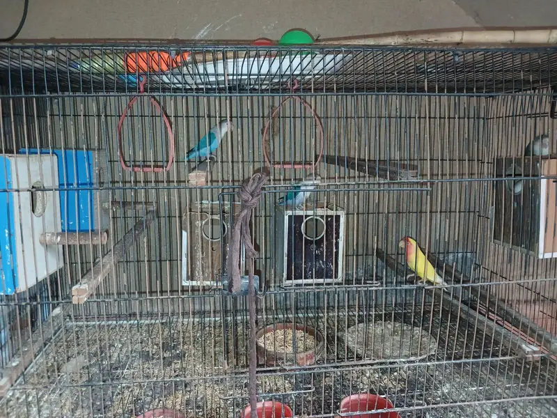 LoveBirds 5 Pairs for sale with Cage — photo 2