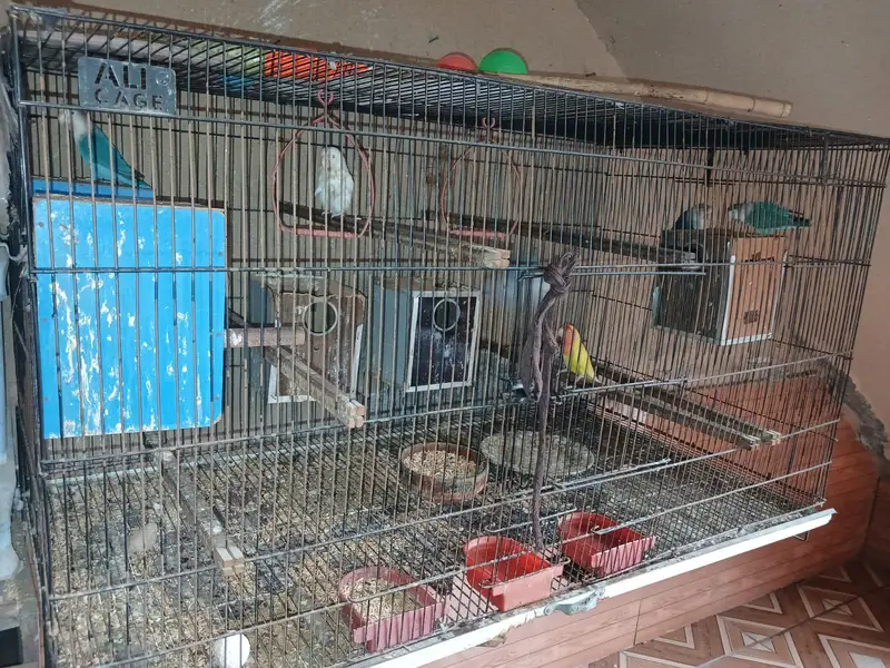 LoveBirds 5 Pairs for sale with Cage — photo 3
