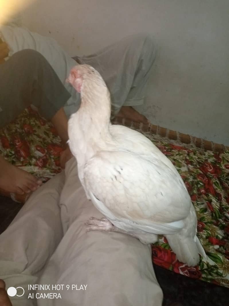 aseel mudi 0