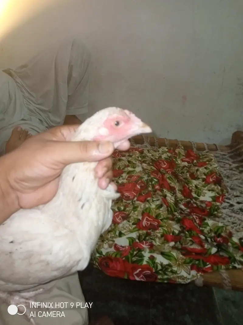 aseel mudi — photo 2