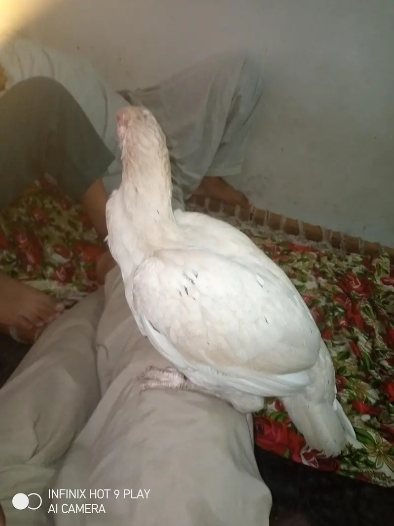 aseel mudi — photo 3