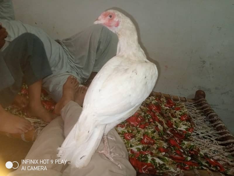 aseel mudi 3