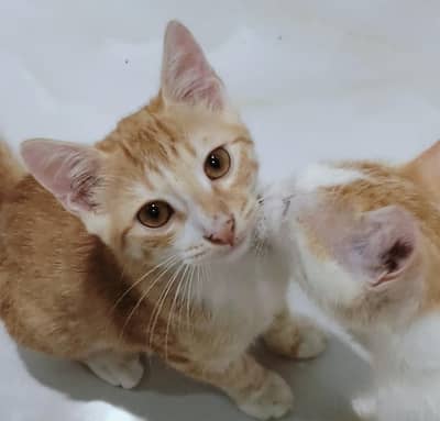 Cats for adoption