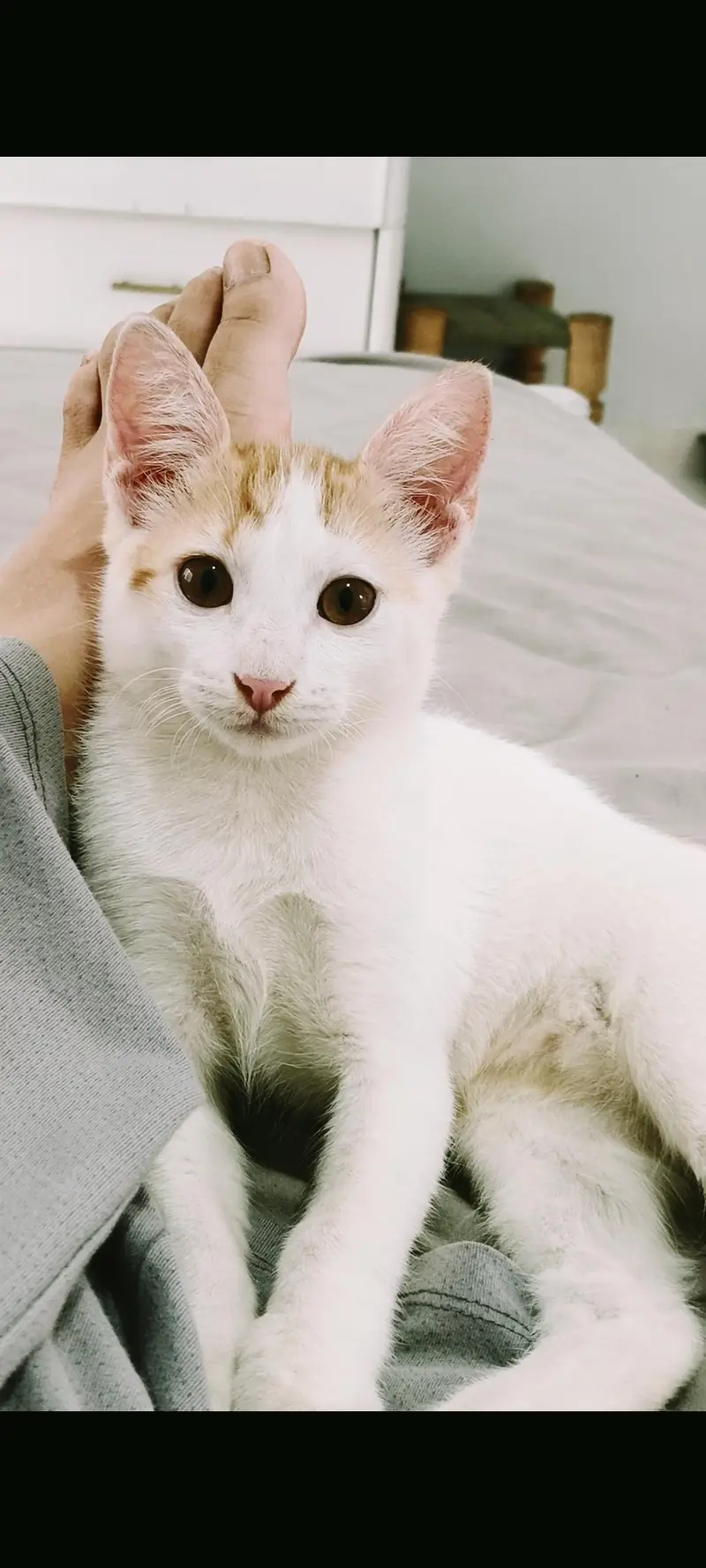 Cats for adoption — photo 2