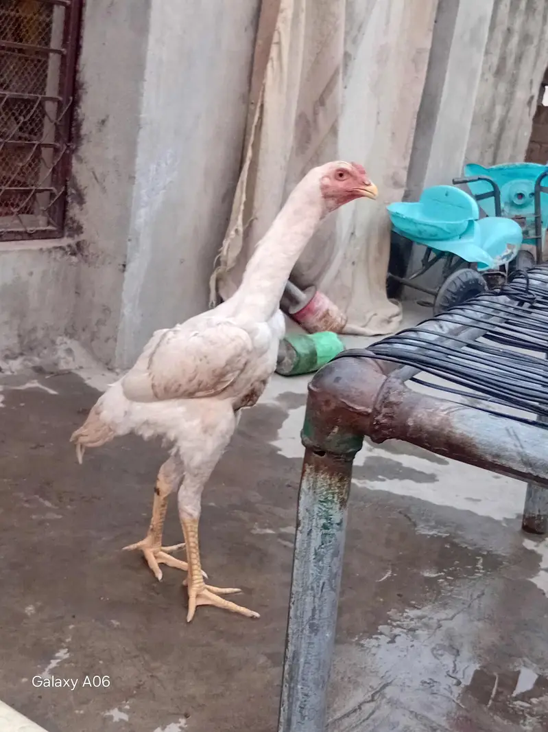 shamo aseel — photo 3