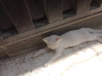 Persian cat