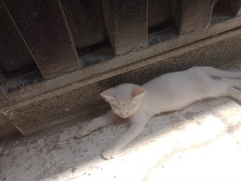 Persian cat 0