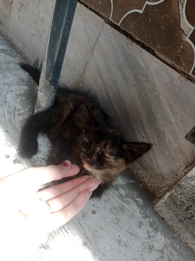 Persian cat 1