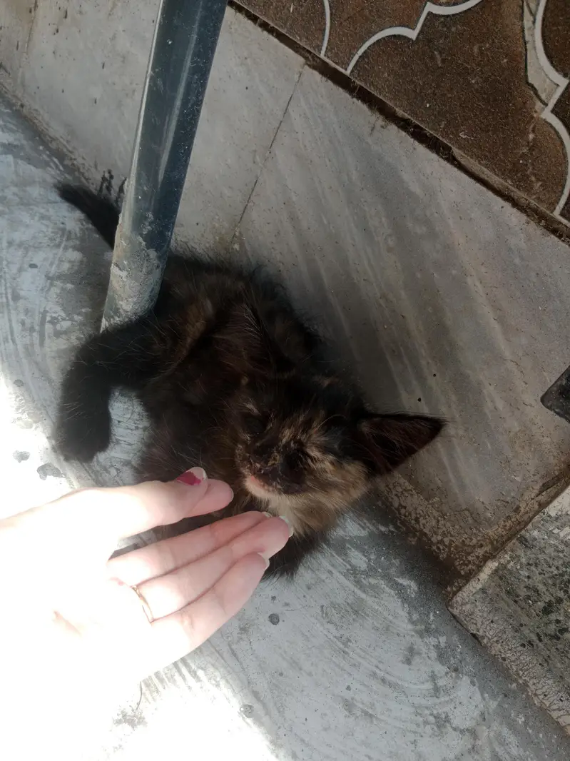 Persian cat — photo 2