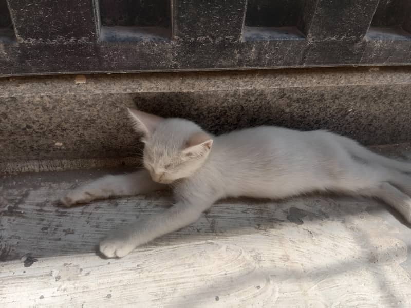 Persian cat 2