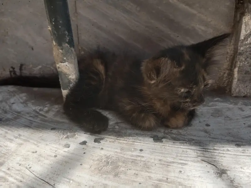 Persian cat — photo 4