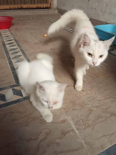persian cat for adoption