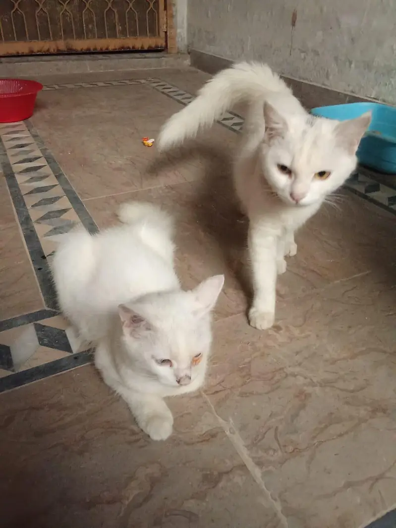 persian cat for adoption — photo 2