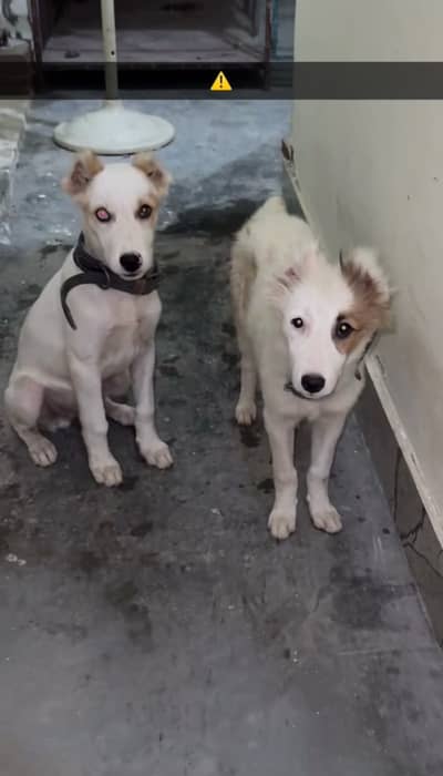 Afghan kuchi  Dog Alabai