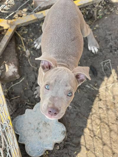 Pure American Pitbull Terrier Puppies|Imported Bloodline _Pitbul puppy