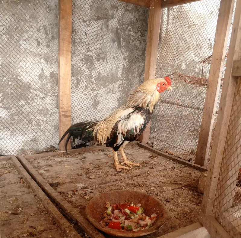 merathi aseel — photo 2