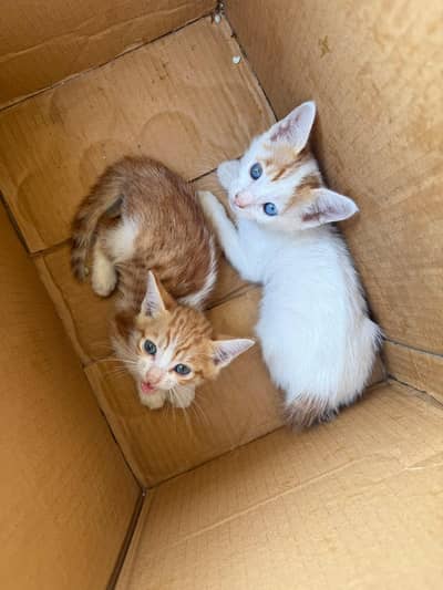 Kittens for free