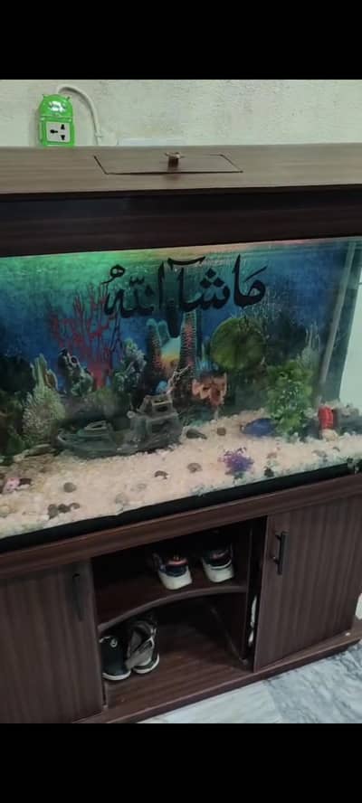 aquarium fish
